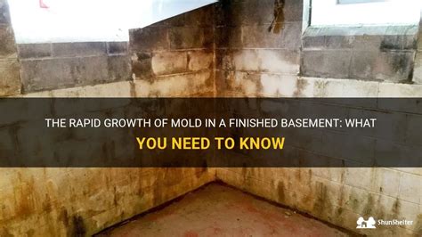 How fast can mold grow in basement?