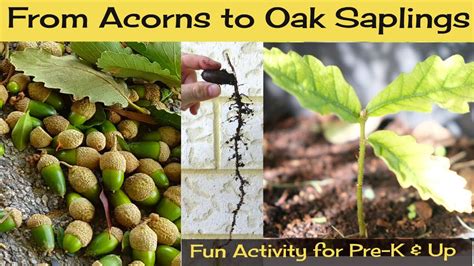 How fast do acorns grow?