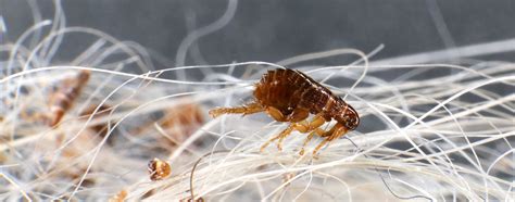 How fast do fleas starve?