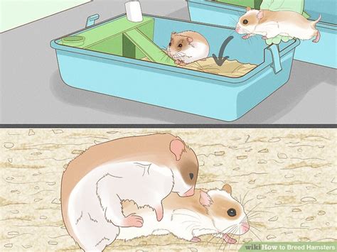 How fast do hamsters reproduce?