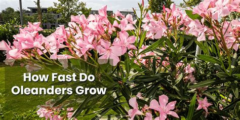 How fast do oleanders grow?