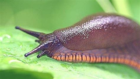 How fast do slugs multiply?