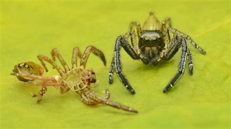 How fast do spiders molt?