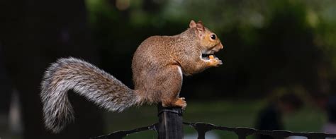 How fast do squirrels grow?