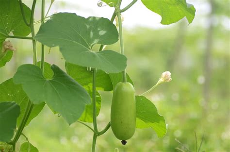 How fast does a bottle gourd plant grow?