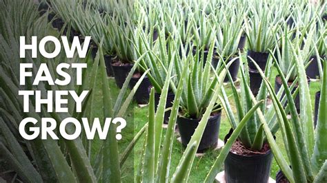 How fast does aloe vera speed up healing?