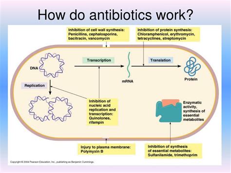 How fast does amoxicillin work?