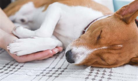 How fast does it take to put a dog to sleep?