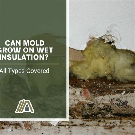How fast does mold grow on wet insulation?