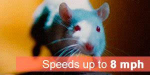 How fast does mouse run?