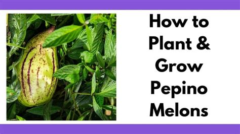 How fast does pepino grow?