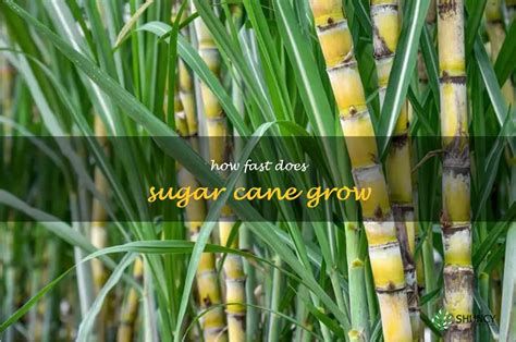 How fast does sugarcane grow?