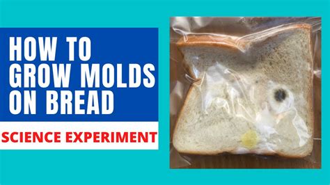 How fast does wet bread mold?