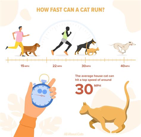 How fast is CAT 8?