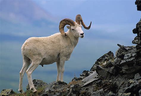 How fast is a RAM animal?