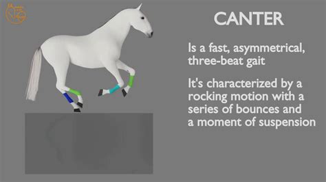 How fast is a canter?