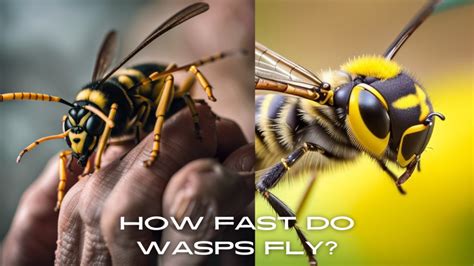 How fast is a wasp?