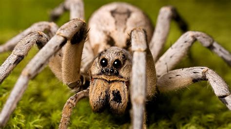 How fast is a wolf spider?