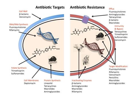 How fast is the effect of antibiotics?