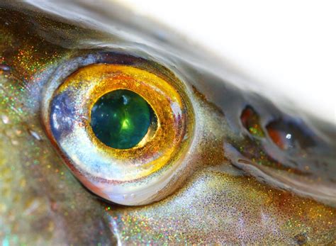 How good are fishes eyes?