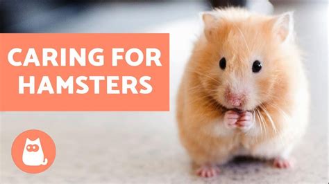 How hard is it to keep a hamster alive?