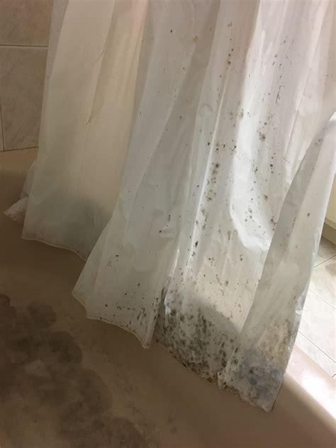 How harmful is mold on shower curtains?