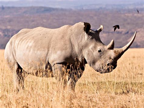 How heavy is a rhino?