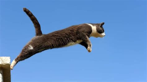 How high can cats jump?