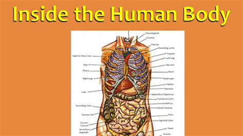 How hot does the inside of a human body get?