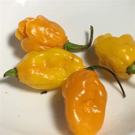 How hot is Cameroon pepper?