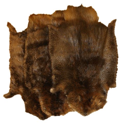How hot is beaver fur?