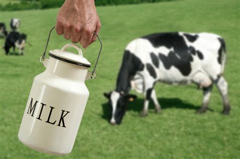 How hot is cow milk?