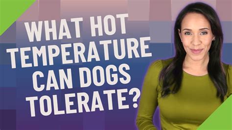 How hot of temperatures can dogs tolerate?