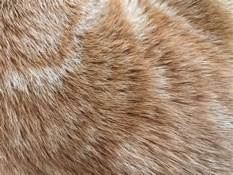 How insulating is cat fur?