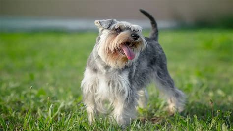 How intelligent are Schnauzers?