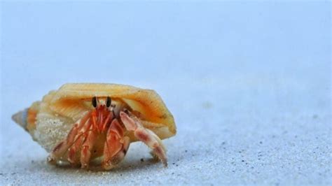 How intelligent are hermit crabs?