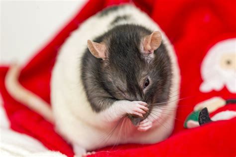 How intelligent are rats?