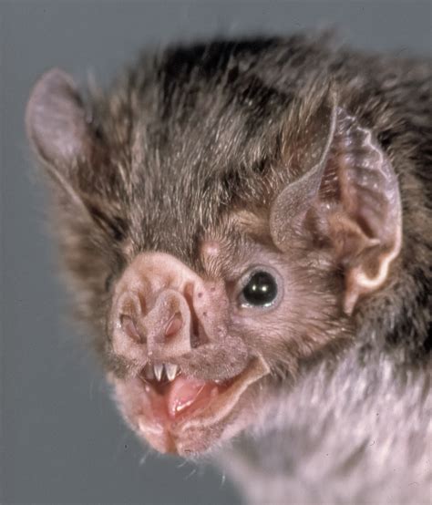 How intelligent are vampire bats?