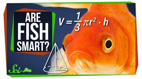 How intelligent is a fish?