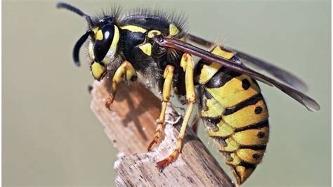 How intelligent is a wasp?