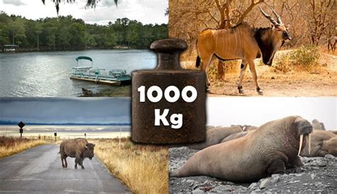 How is 1,000 kg?