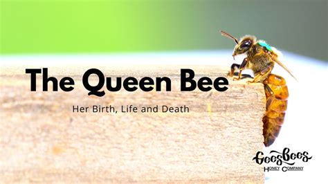 How is a queen bee born?