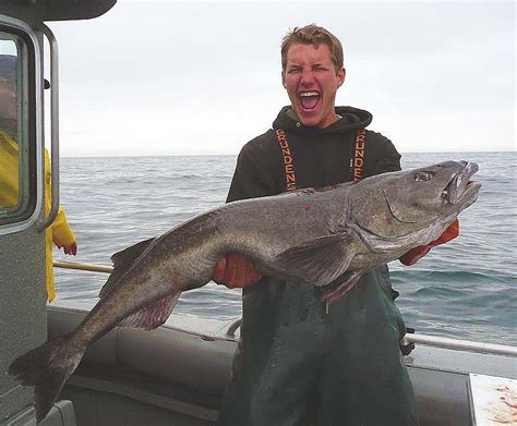 How is black cod caught?