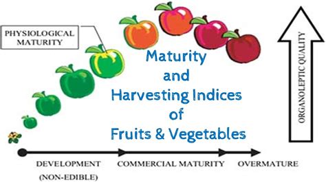 How is harvest maturity identified?