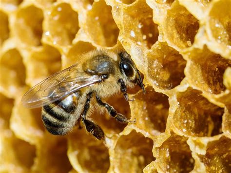 How is honey made scientifically?