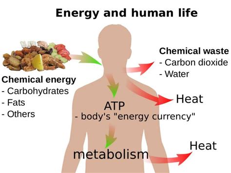 How is human energy transferred?