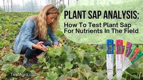 How is plant sap analysis done?