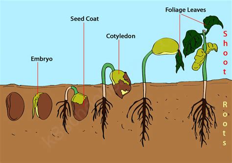 How is seed germination measured?