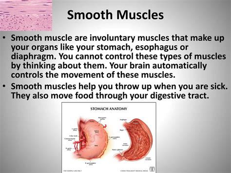 How is smooth muscle controlled in the body?