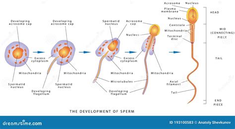 How is sperm created?